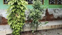 Heboh! SD 34 Pulau Bontosua Rusak Berat, Aktivis Desak Pemerintah Bertindak